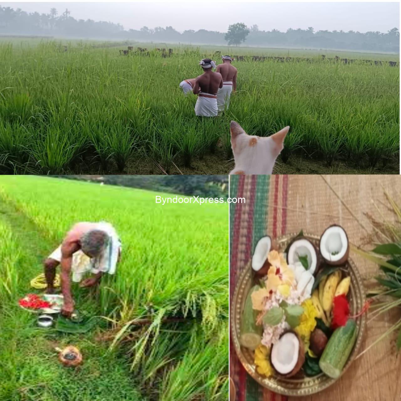 ಬೈಂದೂರು ಭಾಗದಲ್ಲಿ ಕೃಷಿಕರ ಶೃದ್ಧಾ ಭಕ್ತಿಯ ಕದಿರು ಹಬ್ಬದ ಸಂಭ್ರಮ