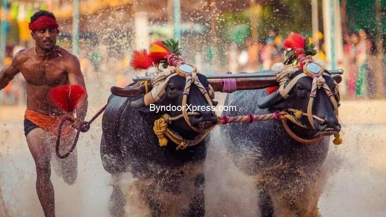 ಉಡುಪಿ ಮತ್ತು ದಕ್ಷಿಣ ಕನ್ನಡ ಜಿಲ್ಲೆಗಳನ್ನು ಸೇರಿದಂತೆ ಉಳಿದ ಜಿಲ್ಲೆಗಳಲ್ಲೂ ಕಂಬಳ ನಡೆಸಲು ಹೈಕೋರ್ಟ್ ಗ್ರೀನ್ ಸಿಗ್ನಲ್